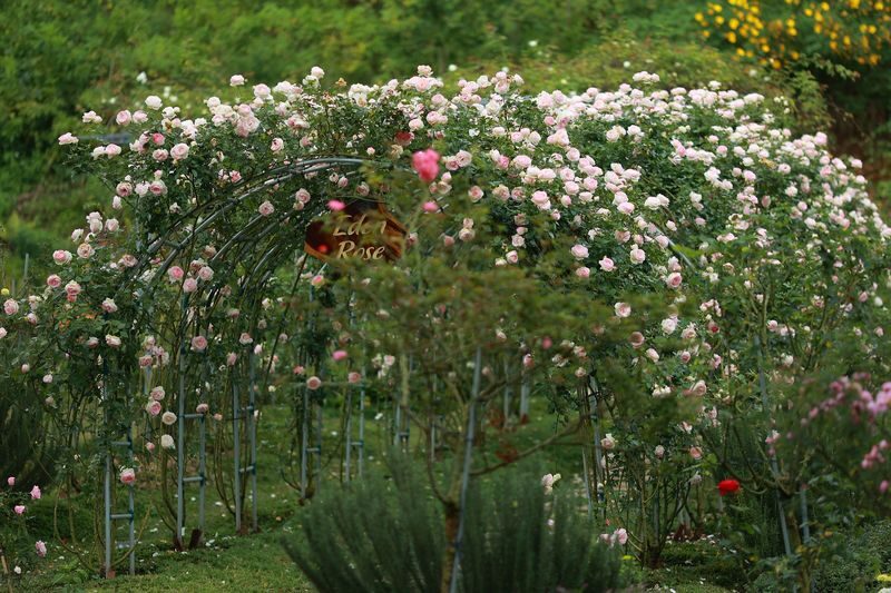 Dalat Flower Highland Ticket - Find the rose garden, hydrangeas and old sycamore