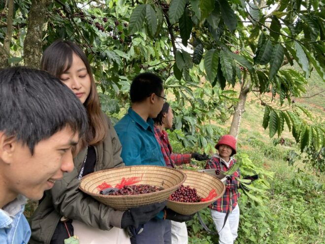 Dalat Organic Farm, Discover How to Make Specialty Coffee - Organic Farming and Vegetable Garden