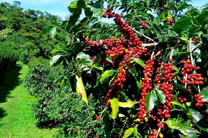 Dalat Private Day Trip From Nha Trang - Cancellation Policy