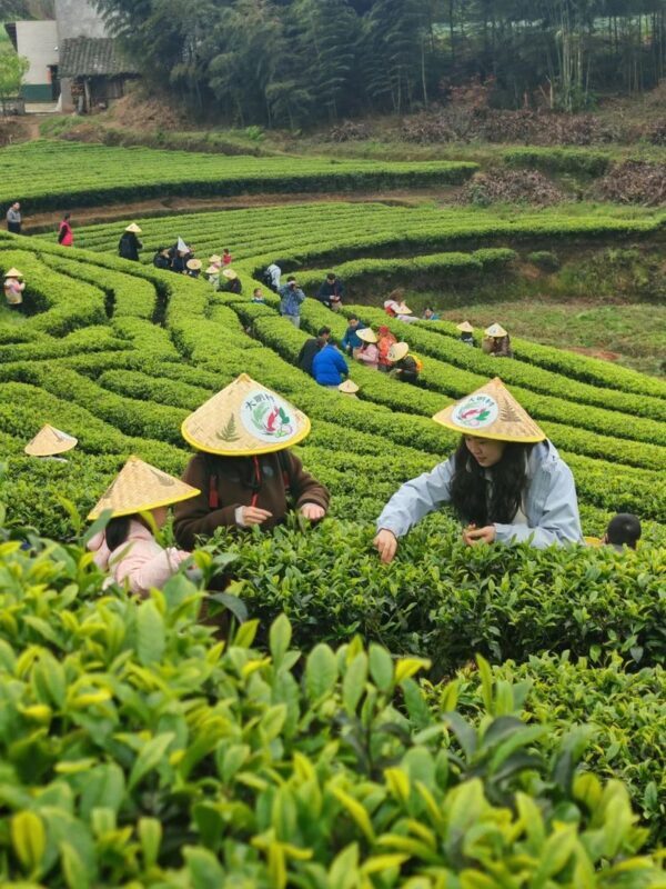 Dali Cangshan Tea Picking and Making Intangible Cultural Heritage Study Tour Experience - From Dali Ancient City to the tea garden