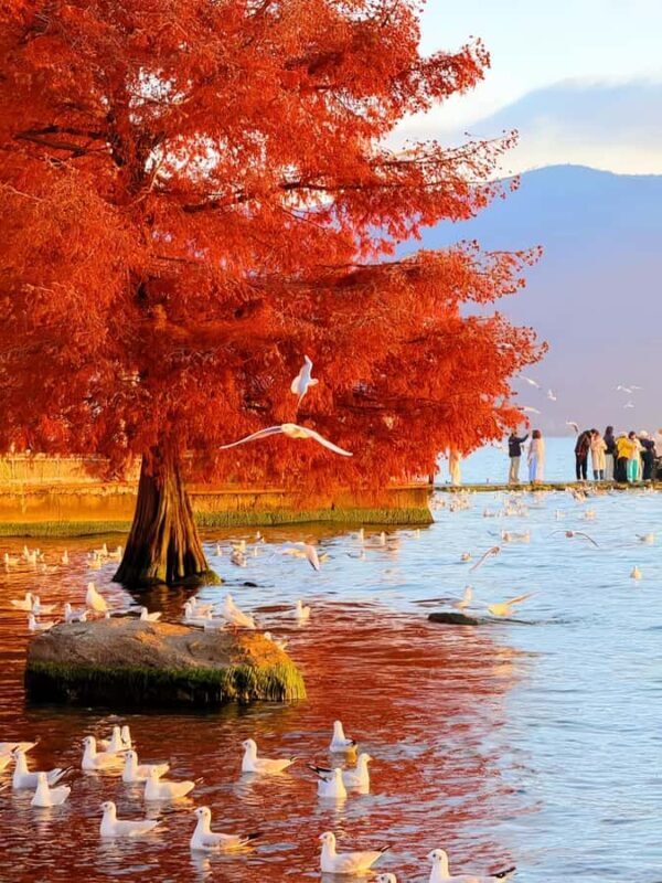 Dali Erhai Lake Scenic Loop Private Day Tour - Good To Know