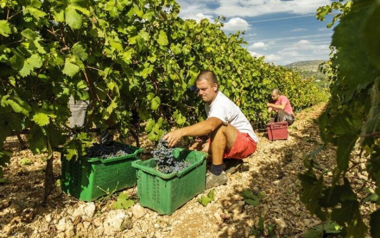 Dalmatian Delights: Food & Wine Tour From Split or Trogir - Šibenik City Sights