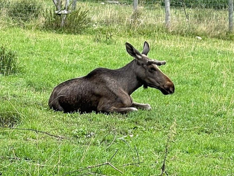 Dals Långed: Moose Park Guided Tour with Feeding - Good To Know