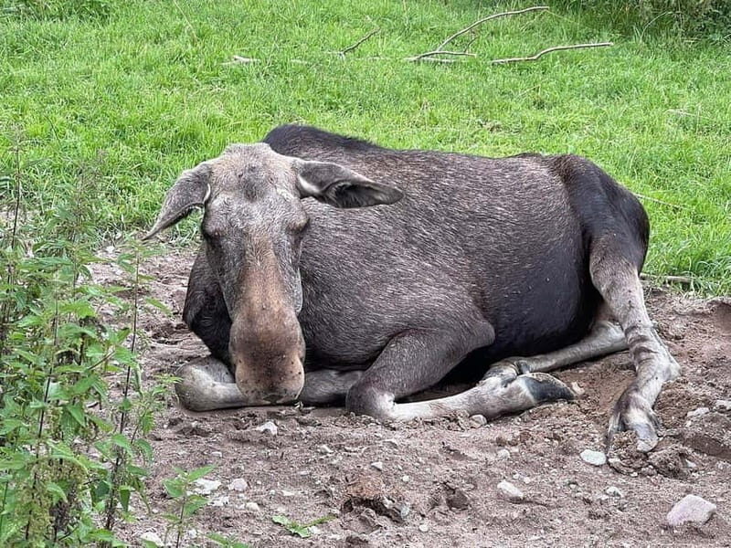 Dals Långed: Moose Park Guided Tour with Feeding - An In-Depth Look at the Moose Park Experience