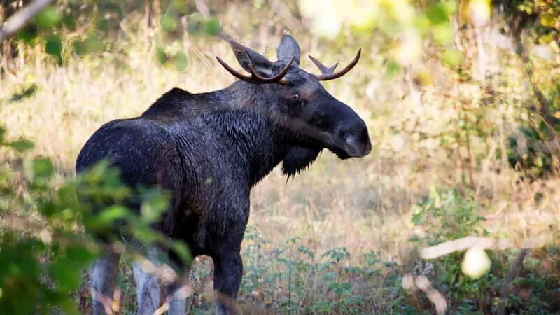 Dals Långed: Moose Park Guided Tour with Feeding - FAQs