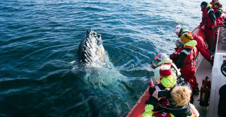 Dalvík: Whale Watching Speedboat Tour - Activity Details