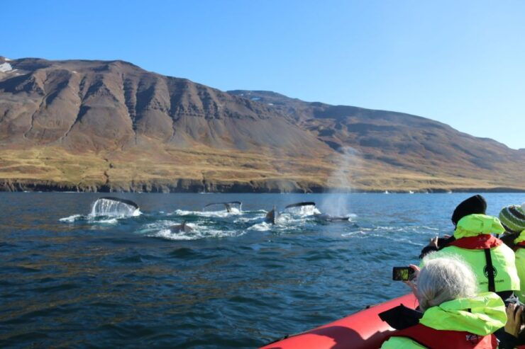 Dalvík: Whale Watching Speedboat Tour - Experience Highlights