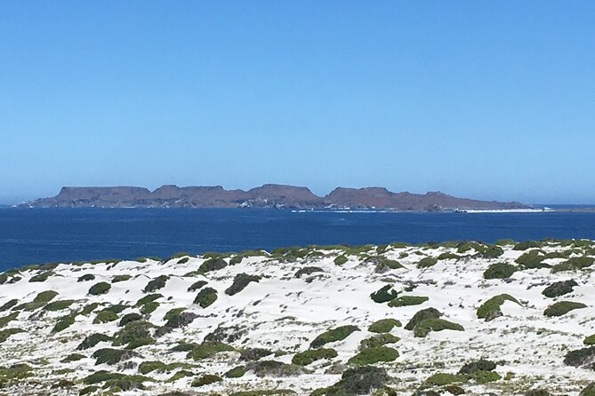 Dama Island or Chañaral Navigation Tour Humboldt Penguin Reserve - Frequently Asked Questions