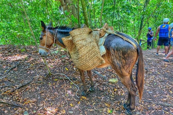 Damajagua the 7 Waterfalls Excursion - Amber Cove & Taino Bay - Traveler Photos and Reviews