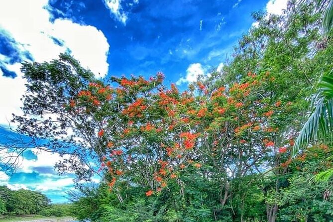 Damajagua the 7 Waterfalls Excursion - Amber Cove & Taino Bay - Highlights of the Damajagua Waterfalls Excursion