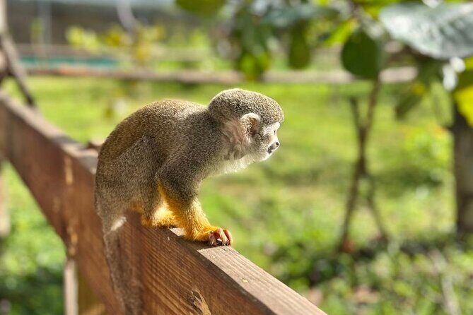 Damajagua Waterfalls and Monkey Private Van Tour - How the Tour Is Organized