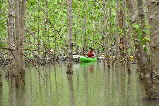 Damas Island Mangrove Kayaking Tour From Jacó - Wildlife Encounters