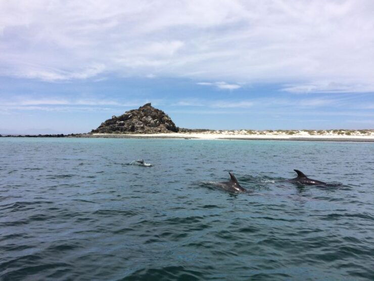 Damas or Chañaral Islands Whales in Humboldt Penguin Reserve - Wildlife Encounters
