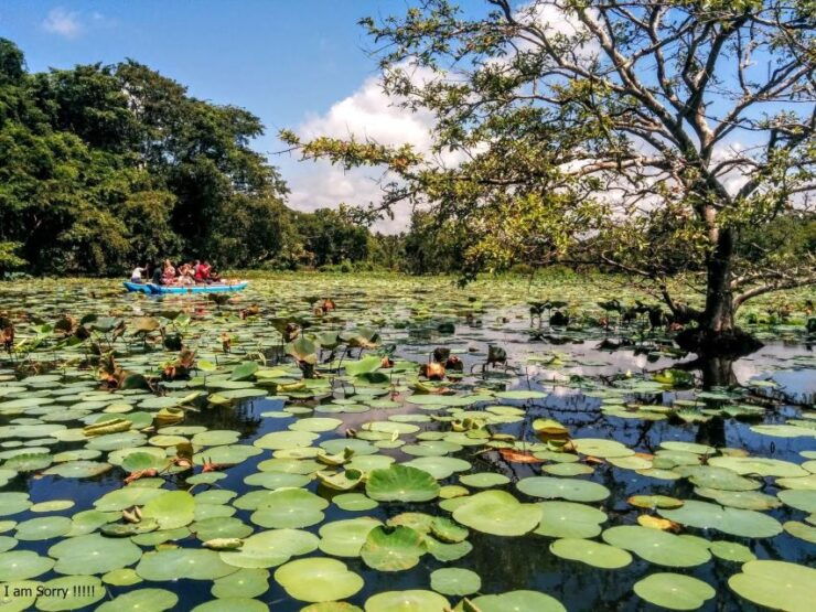 Dambulla: Cave Temple & Hiriwadunna Village Tour With Lunch - Highlights