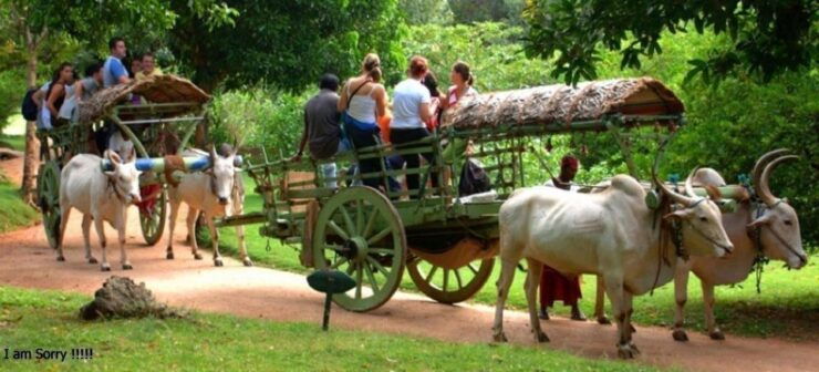 Dambulla: Caves Temple & Traditional Village Tour With Lunch - Activity Details