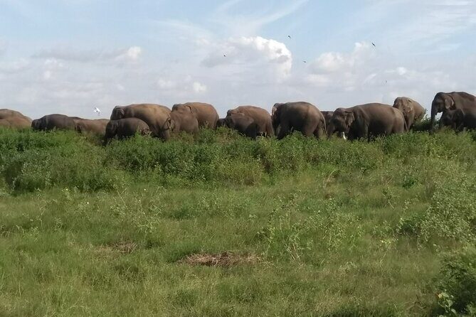 Dambulla, Sigiriya and National Park Safari Tour from Kandy - Optional Herbal Garden Stop: A Chance to Learn