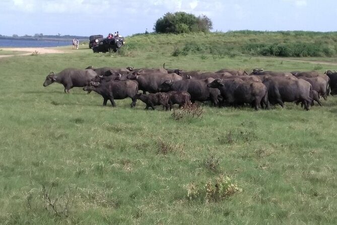 Dambulla, Sigiriya and National Park Safari Tour from Kandy - Is This Tour Worth It?