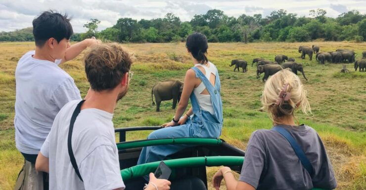 Dambulla/Sigiriya/Habarana: Minneriya National Park Safari - Good To Know