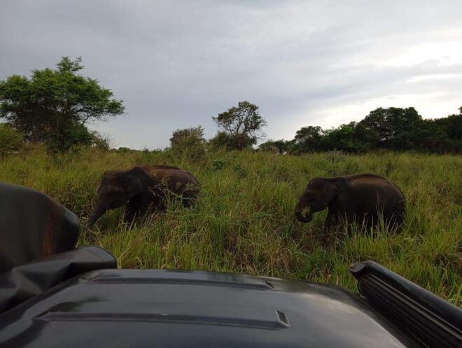 Dambulla/Sigiriya/Habarana: Minneriya National Park Safari - Inclusions of the Tour