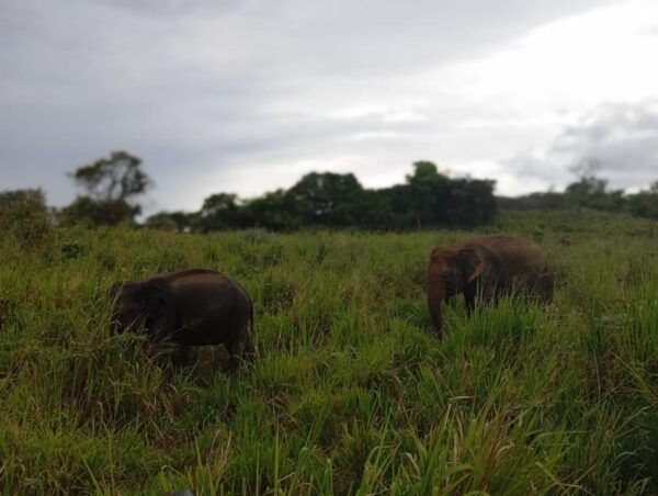 Dambulla/Sigiriya/Habarana: Minneriya National Park Safari - What to Bring