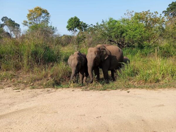 Dambulla/Sigiriya/Habarana: Minneriya National Park Safari - Additional Tips for Visitors