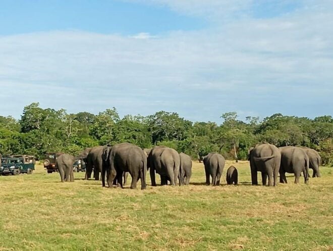 Dambulla/Sigiriya: Minneriya Jeep Safari With Village Tour - Inclusions of the Safari