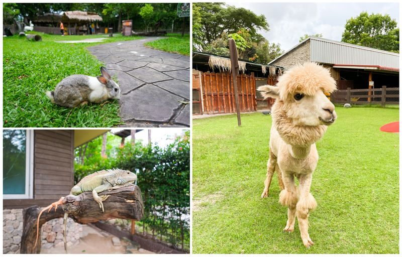 Damnoen Saduak Floating Market and Camping experience 2 Days 1 Night Tour from Bangkok - Alpaca Hill and the return to Bangkok