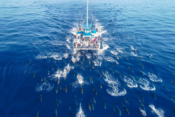 Dana Point Dolphin and Whale Watching Eco-Safari - Spotting Sea Creatures on the Catamaran