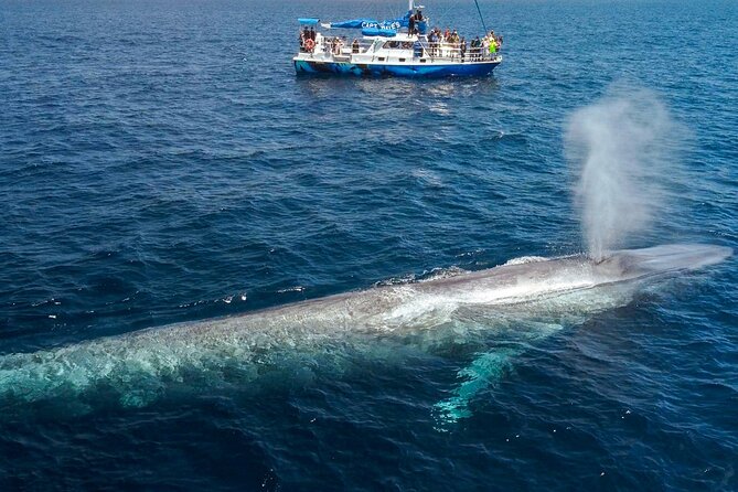Dana Point Dolphin and Whale Watching Eco-Safari - Important Information for Participants