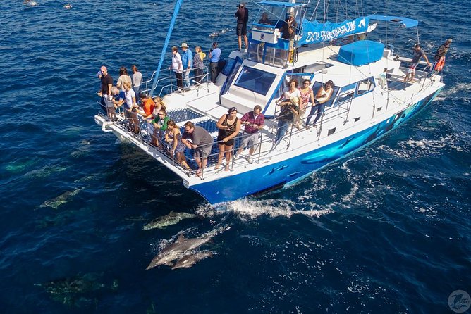 Dana Point Dolphin and Whale Watching Eco-Safari - The Sum Up