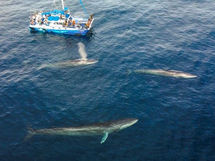 Dana Point Dolphin & Whale Watching With Underwater Viewing - Booking Details