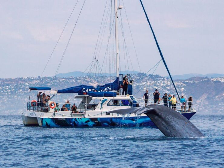 Dana Point Dolphin & Whale Watching With Underwater Viewing - Experience Highlights