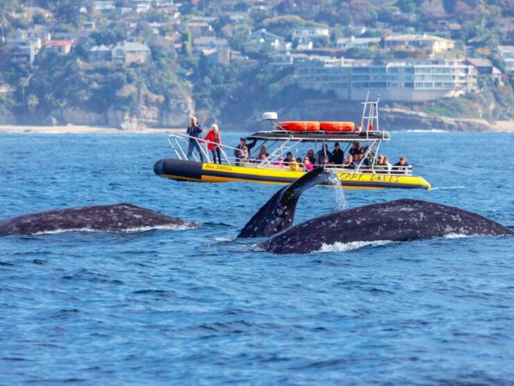 Dana Point Fast & Fun Zodiac-Style Dolphin & Whale Watching - Booking and Logistics Details