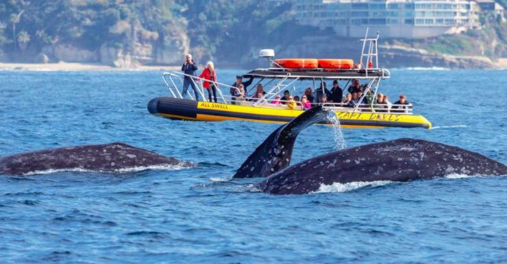 Dana Point Fast & Fun Zodiac-Style Dolphin & Whale Watching - Experience and Highlights