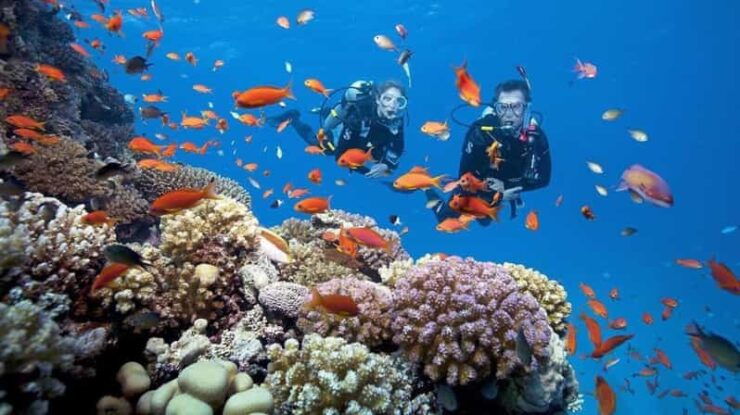 Danang/ Hoi An: the Cham Islands Snorkeling Trip - Included Services