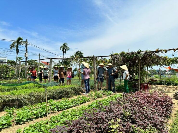Danang/Hoi An: Vegetable Farming, Basket Boat, Cooking Class - Good To Know
