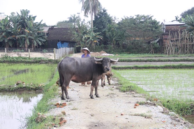 Danang US Army Jeep Tour My Son Sanctuary With Lunch - Booking Information