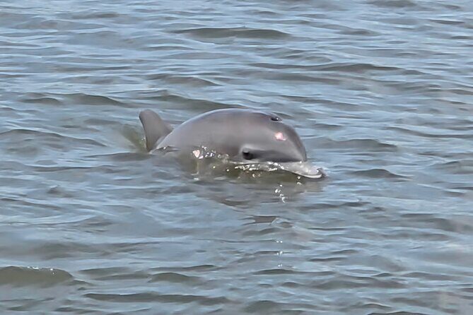 Dancin' Dolphin: 90-minute Booze Cruise for Up to 20 Guests - Good To Know
