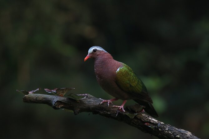 Dandeli Bird Photography Tour - Good To Know