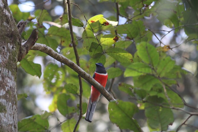 Dandeli Bird Photography Tour - Tour Highlights