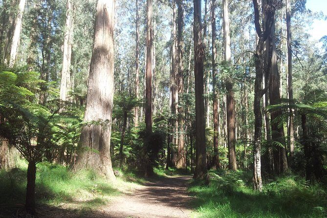 Dandenong Ranges Private Day Tour - Good To Know