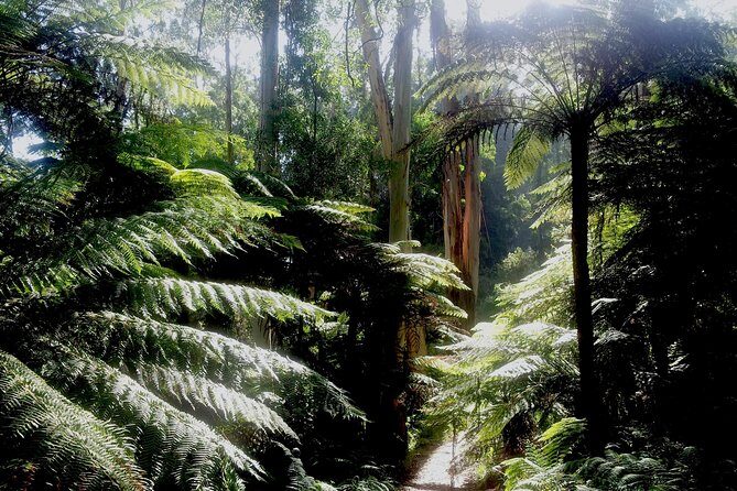 Dandenong Ranges Private Day Tour - A Closer Look at the Dandenong Ranges Private Tour