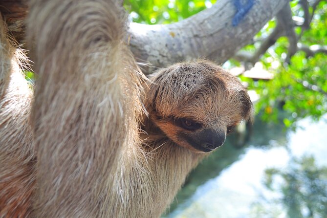 Daniel Johnson Monkey and Sloth Sanctuary and Beach in Roatan - Good To Know