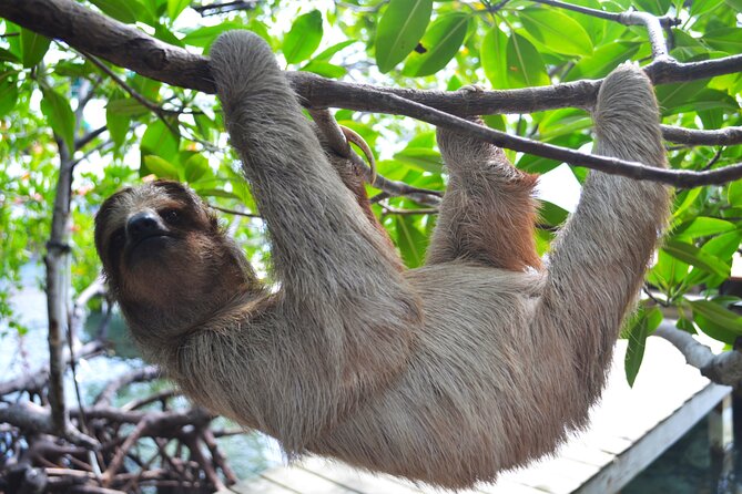 Daniel Johnson Monkey and Sloth Sanctuary and Beach in Roatan - Inclusions and Pickup Points