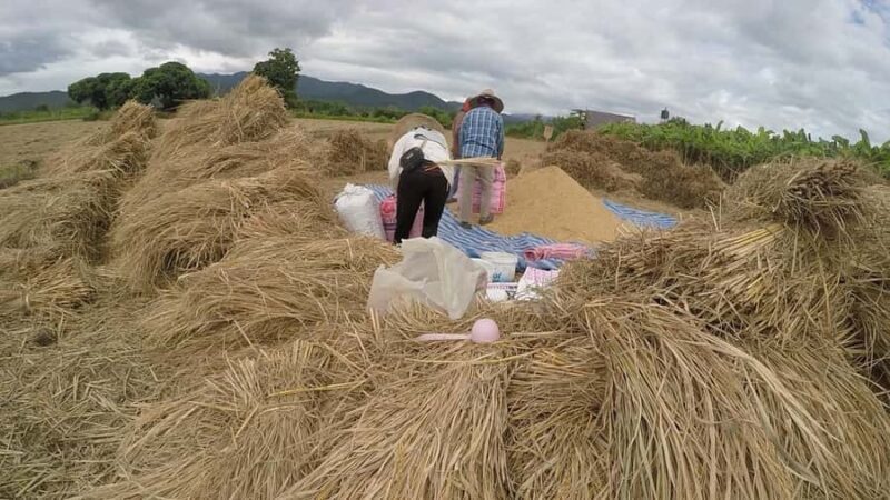 Dantewada, Sticky waterfalls, Wat banden, Paddy rice-field. - The Itinerary Breakdown: What to Expect