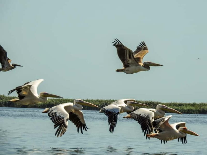 Danube Delta: Birds & Secret Channels 4-Day Tour - Why This Tour Offers Great Value  