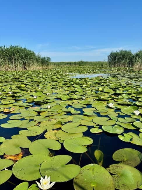 Danube Delta: Birds & Secret Channels 4-Day Tour - Final Thoughts  