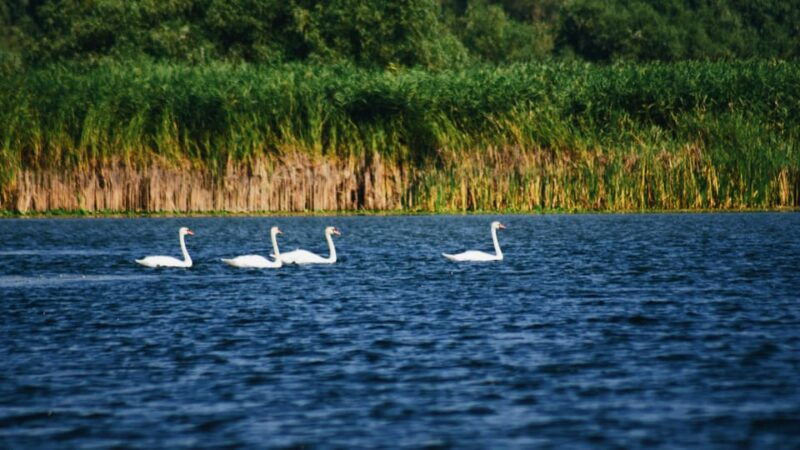 Danube Delta: Boat Tour Through the Water Lily Reserve - Good To Know