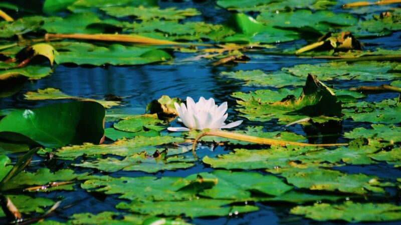 Danube Delta: Boat Tour Through the Water Lily Reserve - Why This Tour Offers Great Value