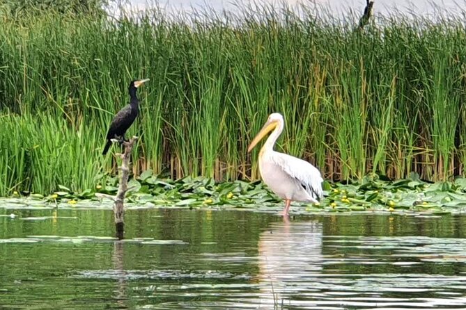 Danube Delta - Private Day-Trip - Bird Watching - Booking and Confirmation